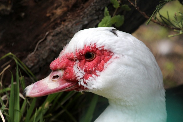 [亚冬会]自由式滑雪空中技巧混合团体决赛.