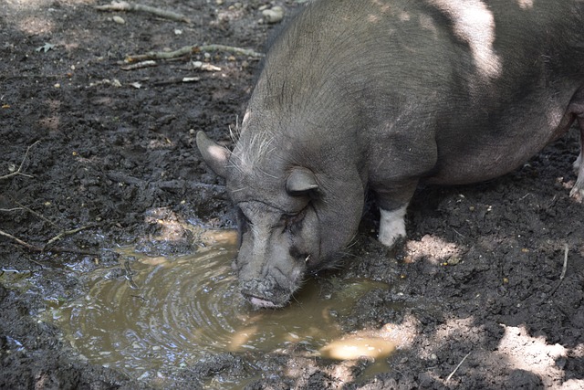 年轻球员逐 年轻球员逐